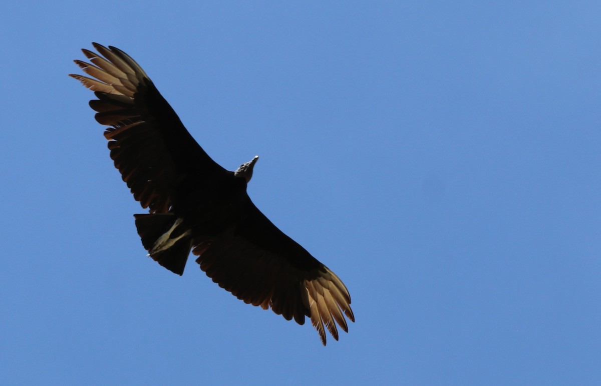 Black Vulture - ML618718269