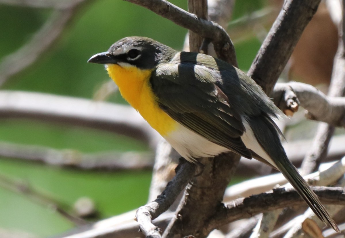 Yellow-breasted Chat - ML618718282