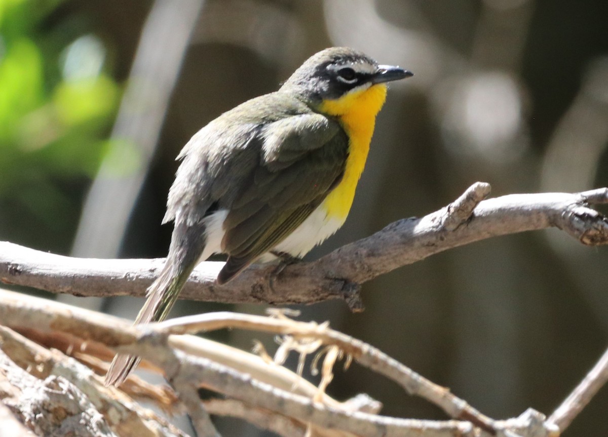 Yellow-breasted Chat - ML618718286