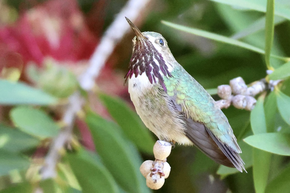 Calliope Hummingbird - ML618718289