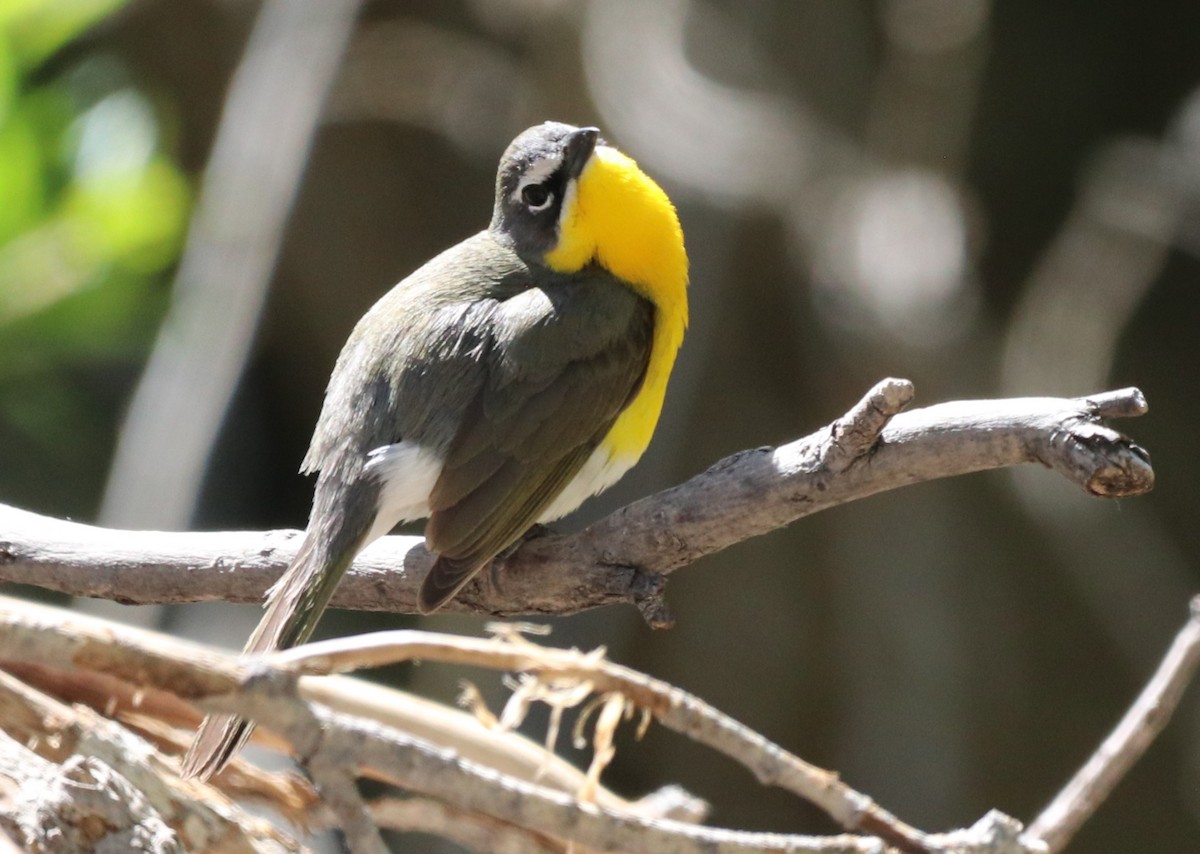 Yellow-breasted Chat - ML618718290