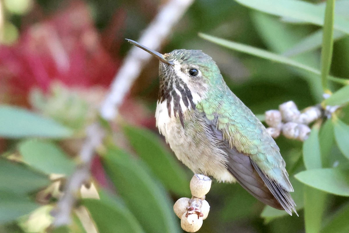 Calliope Hummingbird - ML618718291