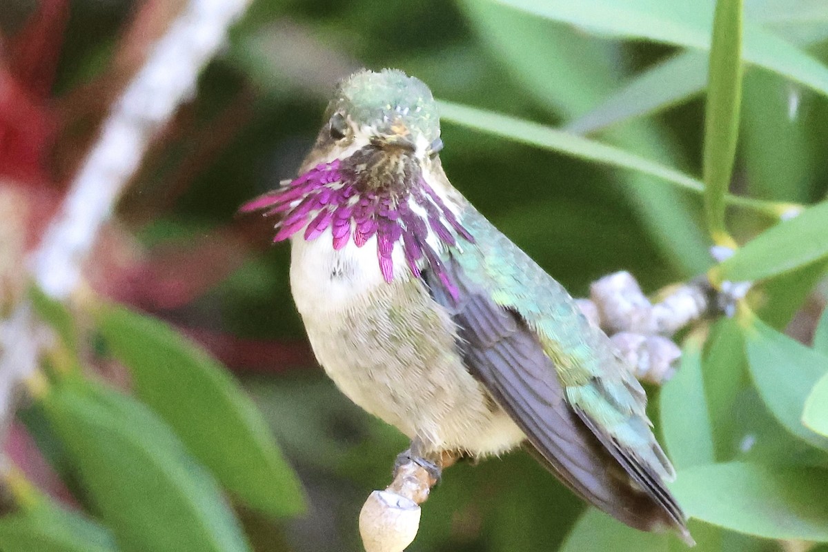 Calliope Hummingbird - ML618718296