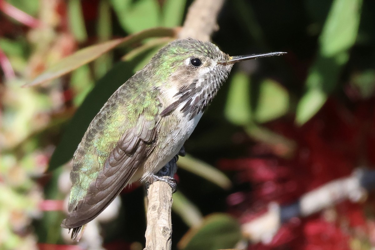 Calliope Hummingbird - ML618718313