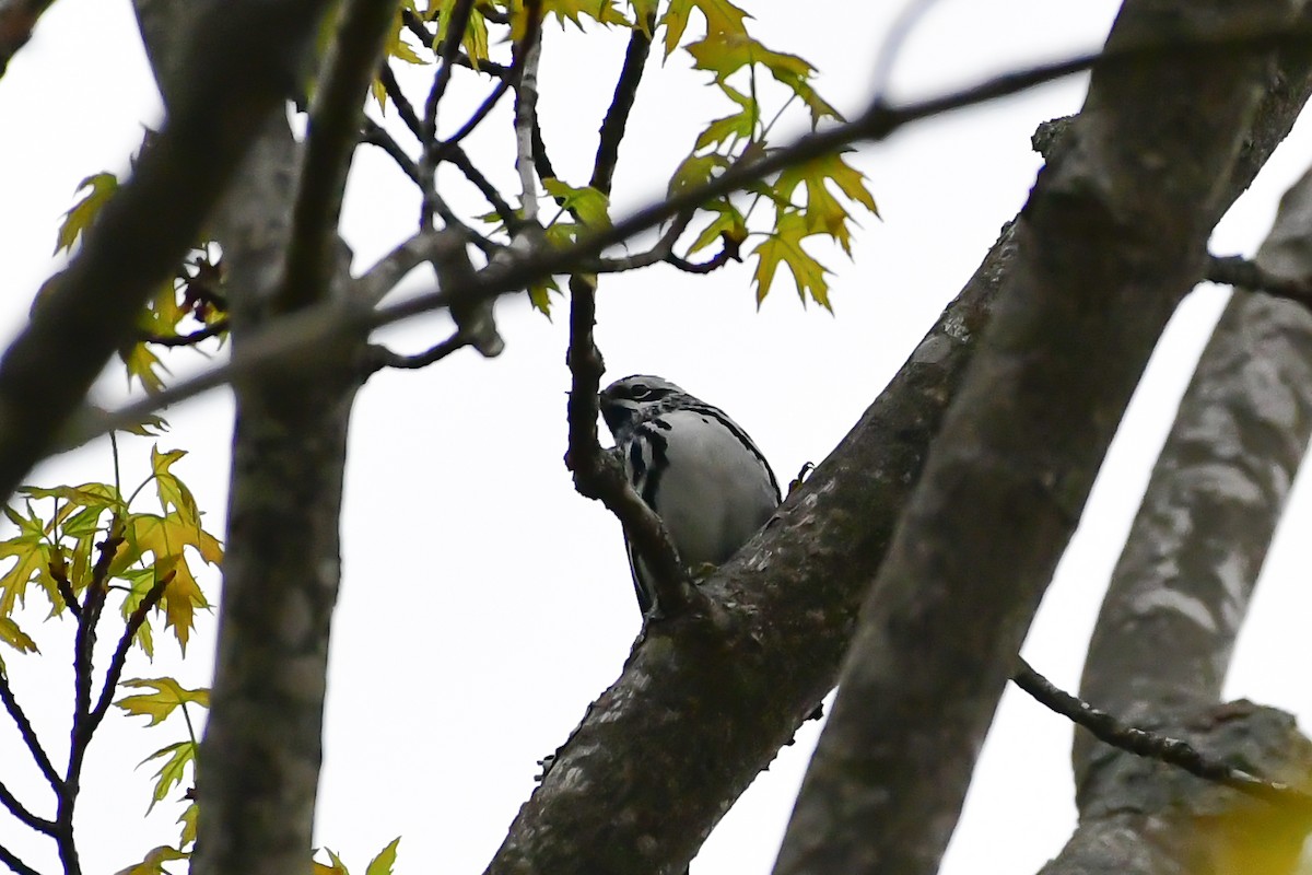 Black-and-white Warbler - ML618718383