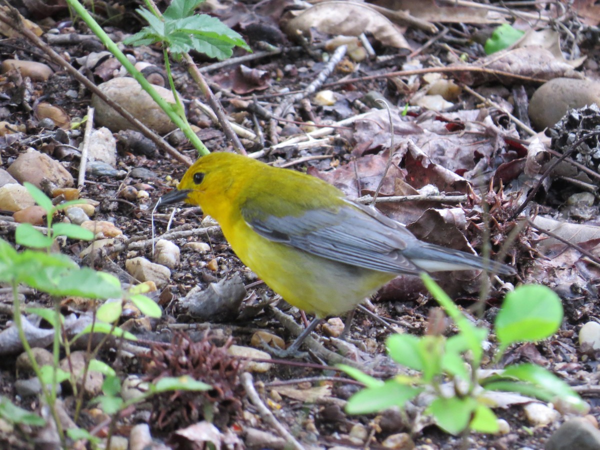 Prothonotary Warbler - ML618718390