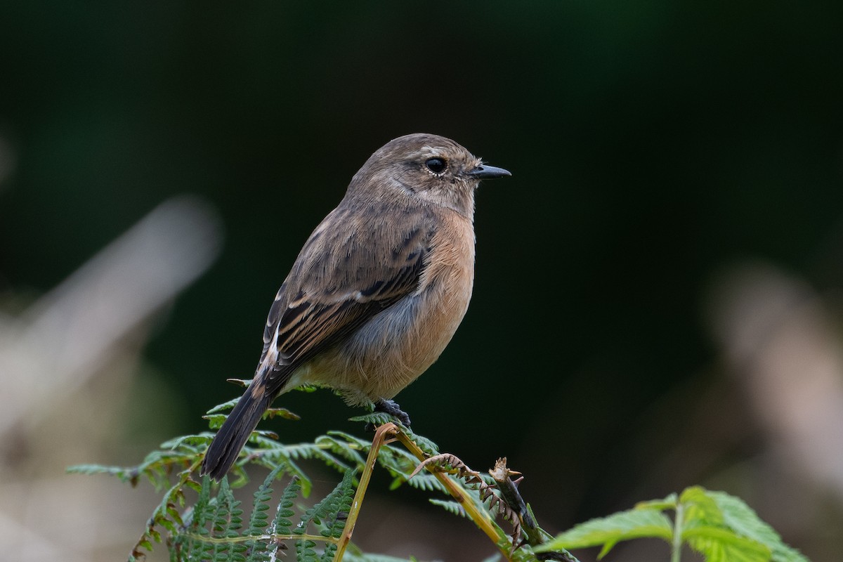 African Stonechat - ML618718400
