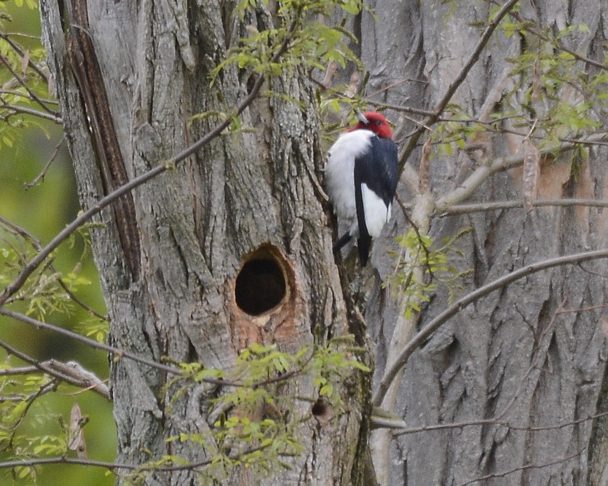 Red-headed Woodpecker - ML618718404