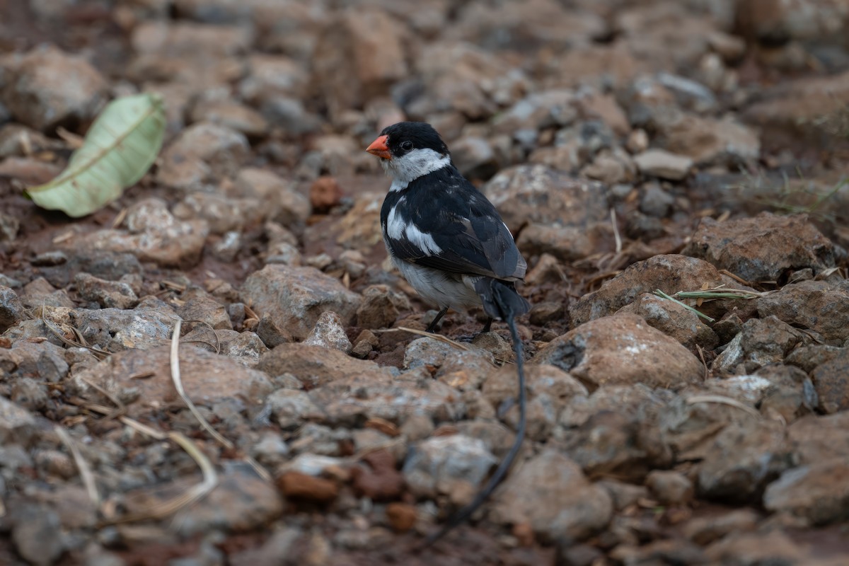 Pin-tailed Whydah - ML618718410