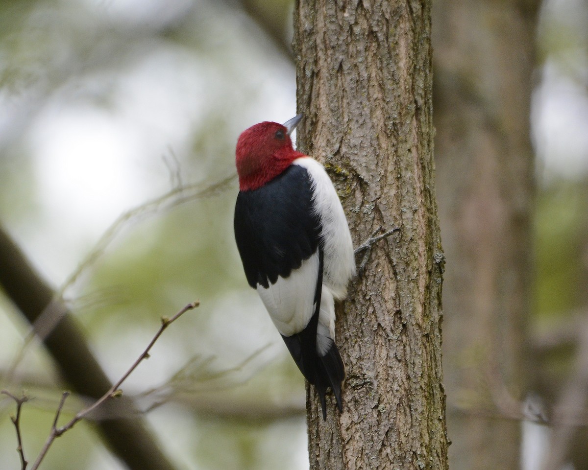 Red-headed Woodpecker - ML618718437