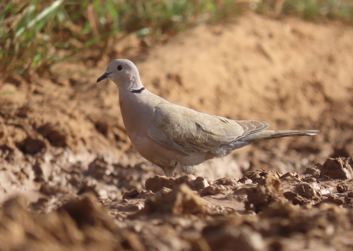 Eurasian Collared-Dove - ML618718449