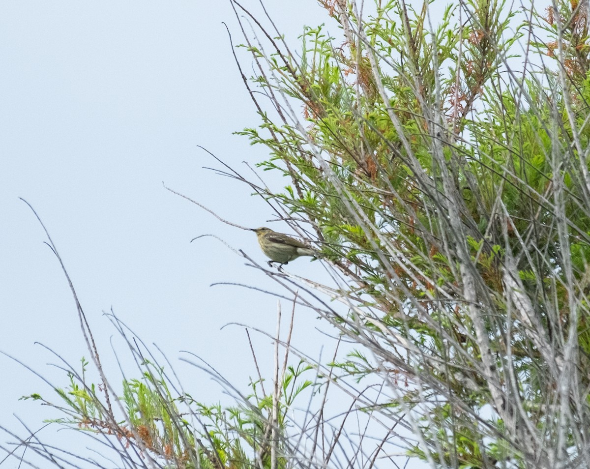 Cape May Warbler - ML618718482