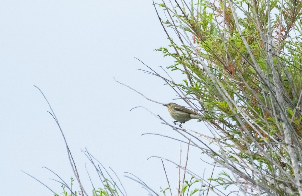 Cape May Warbler - ML618718483