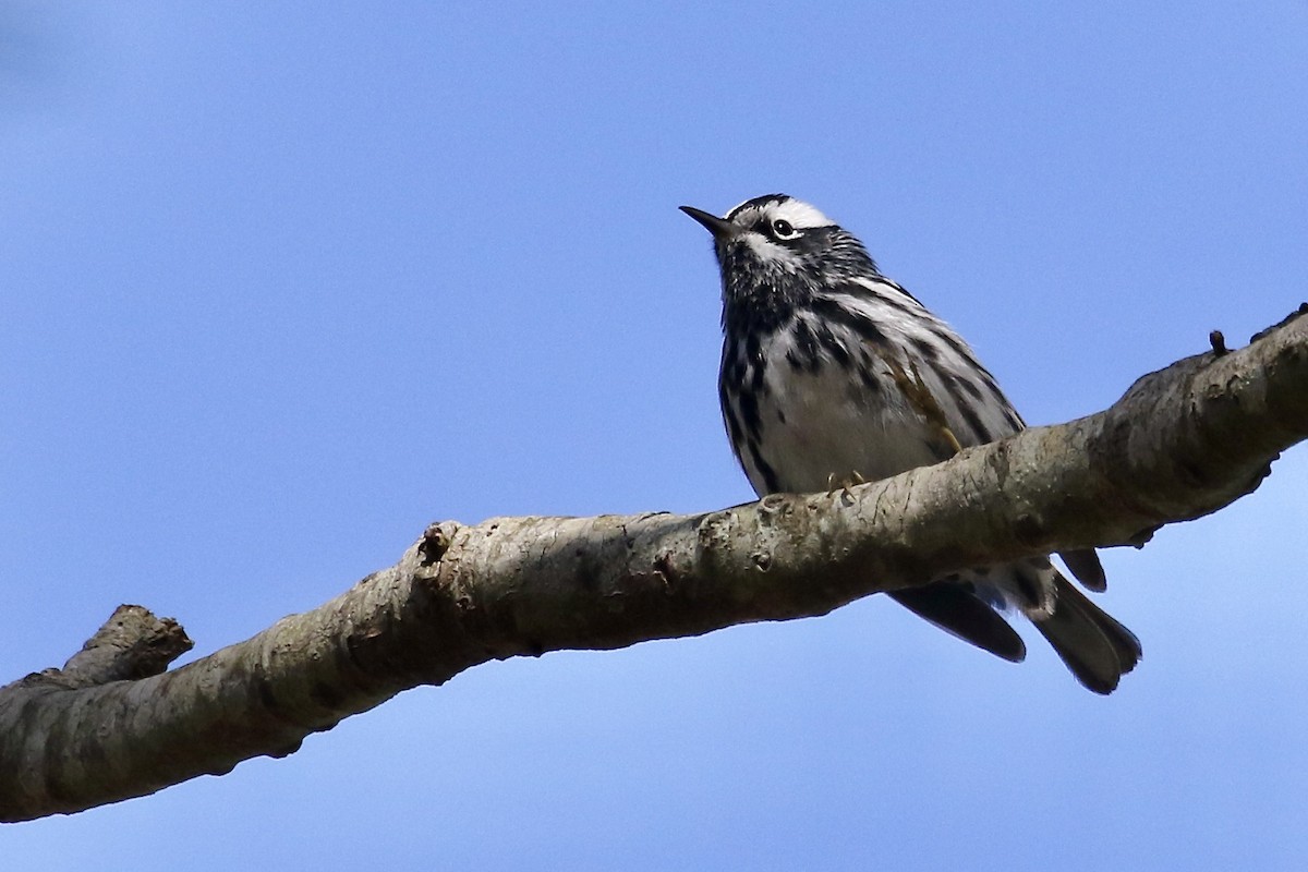 Black-and-white Warbler - ML618718488