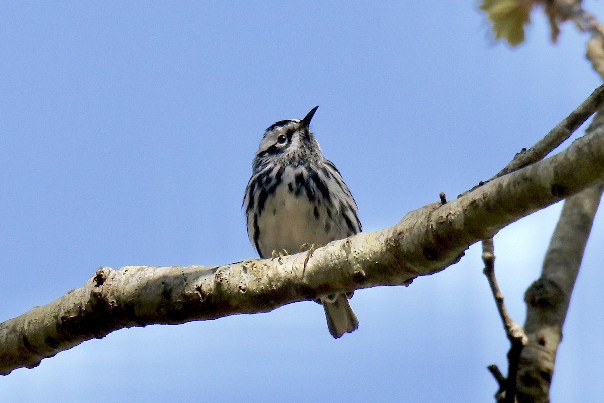 Black-and-white Warbler - ML618718490