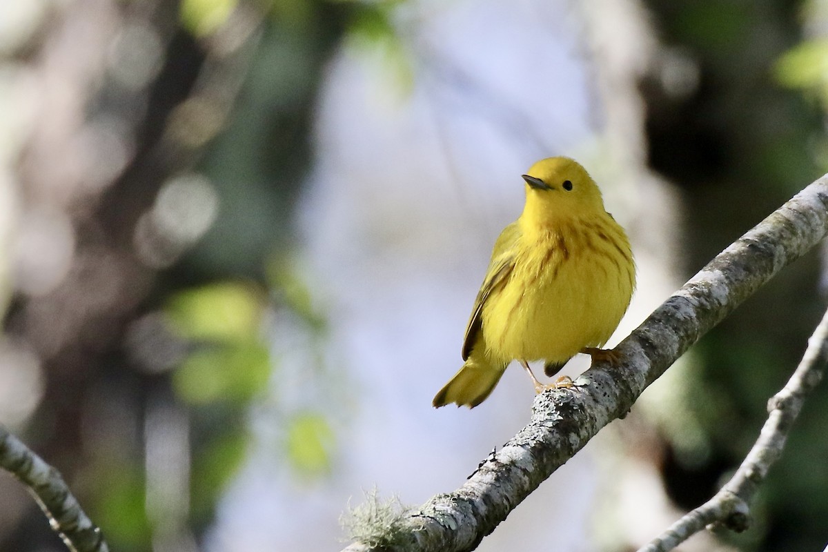 Yellow Warbler (Northern) - ML618718518