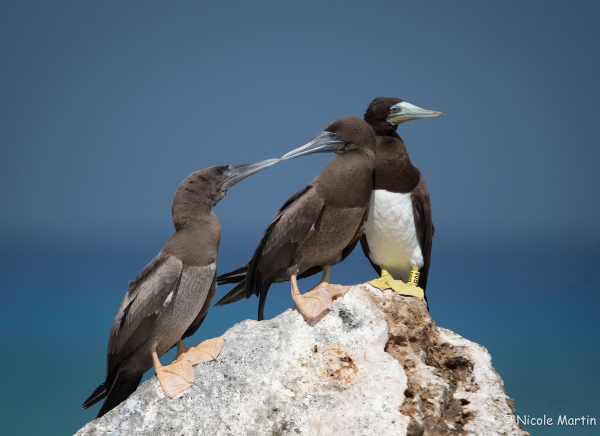Brown Booby - ML618718522