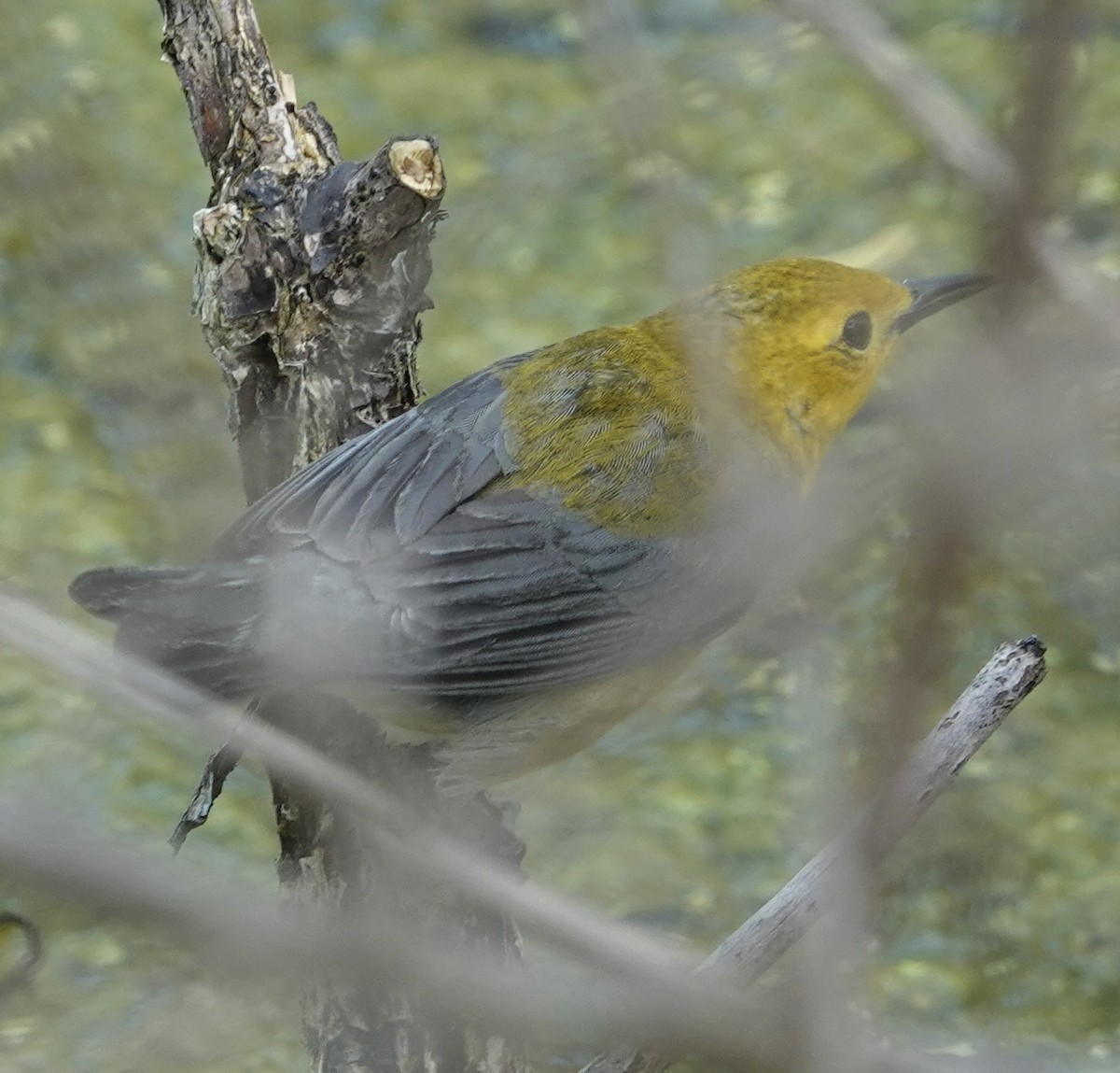 Prothonotary Warbler - ML618718535