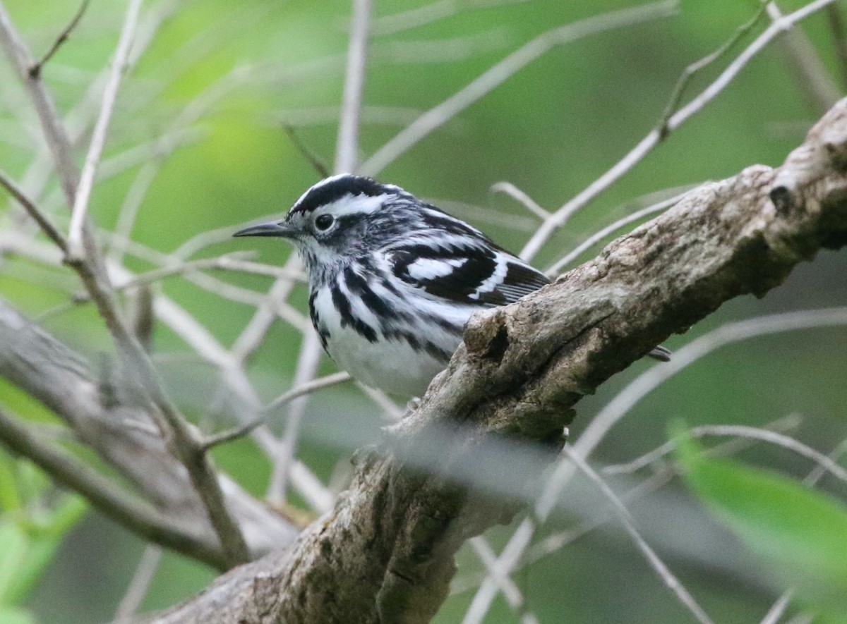 Black-and-white Warbler - ML618718538