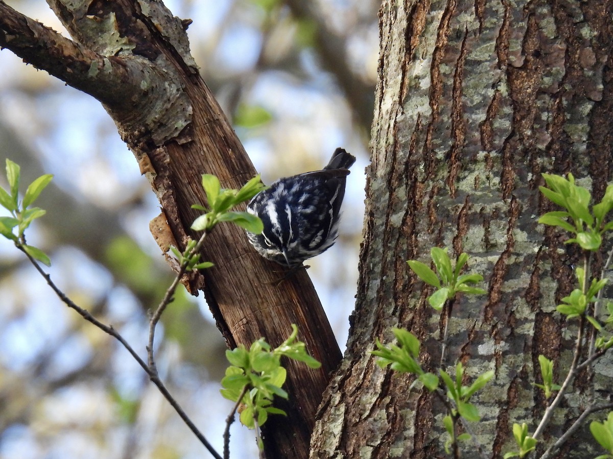 Black-and-white Warbler - ML618718558