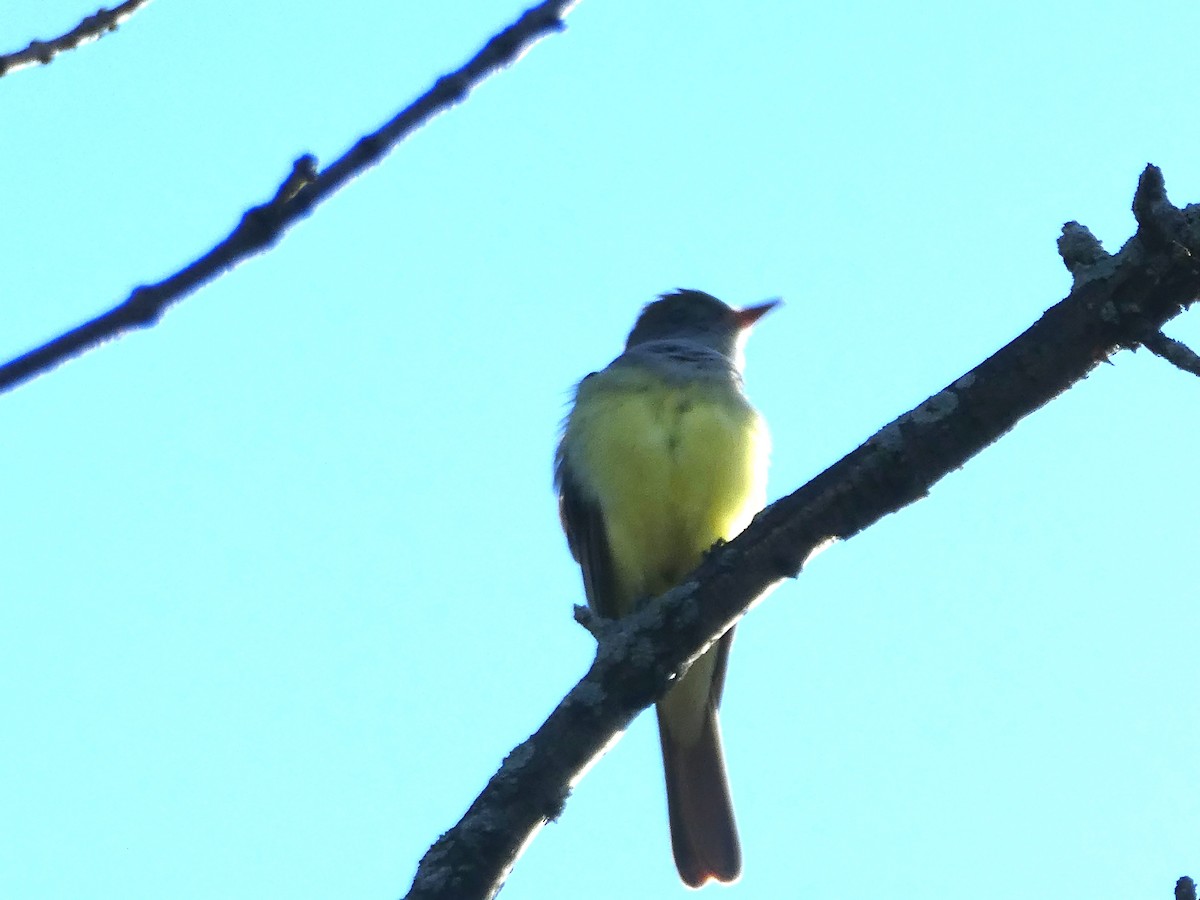 Great Crested Flycatcher - ML618718573