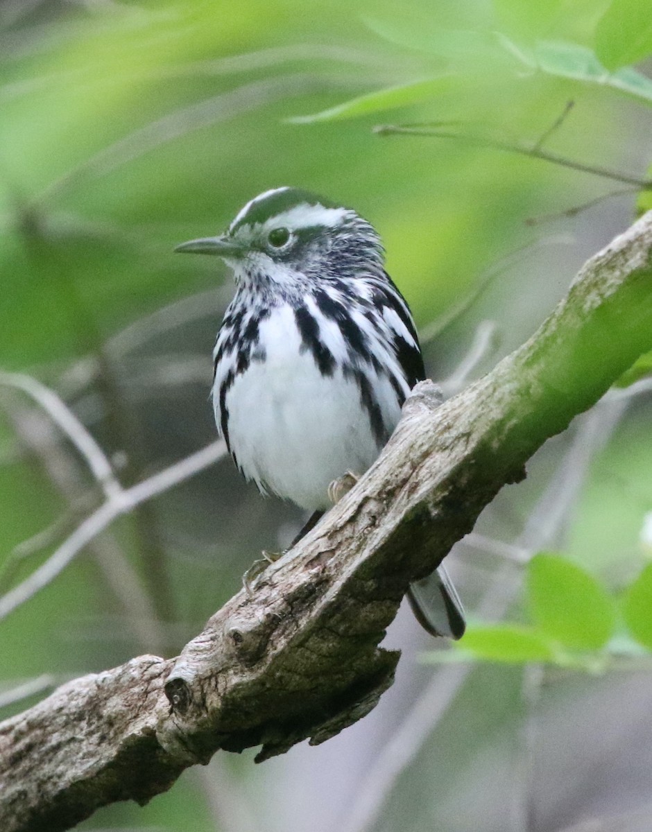 Black-and-white Warbler - ML618718581