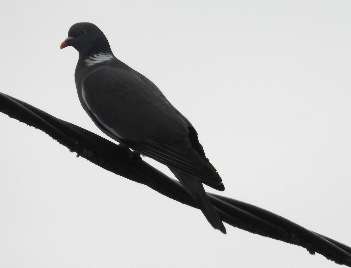 Common Wood-Pigeon - ML618718587