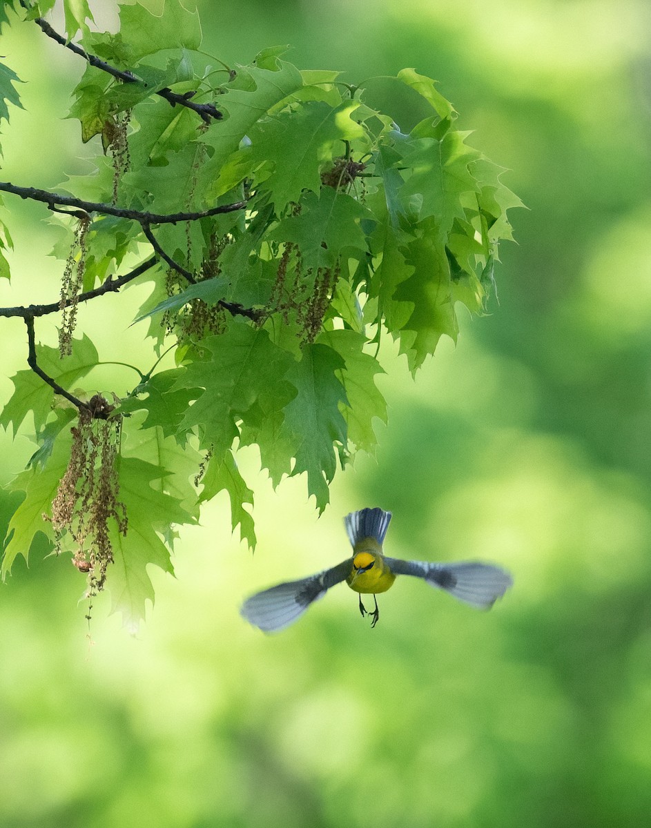 Blue-winged Warbler - ML618718604