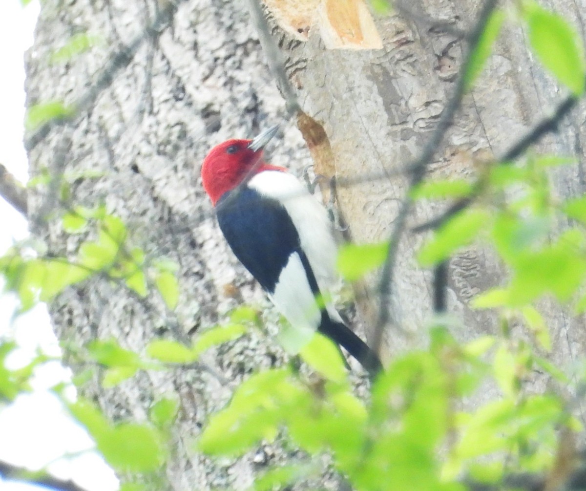 Red-headed Woodpecker - ML618718610