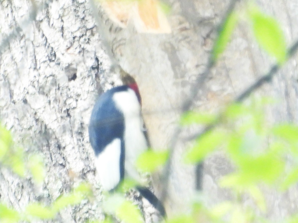Red-headed Woodpecker - ML618718611