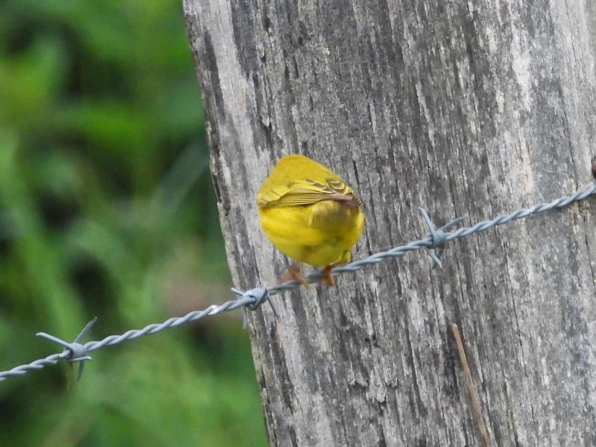 Yellow Warbler - Bill Blauvelt