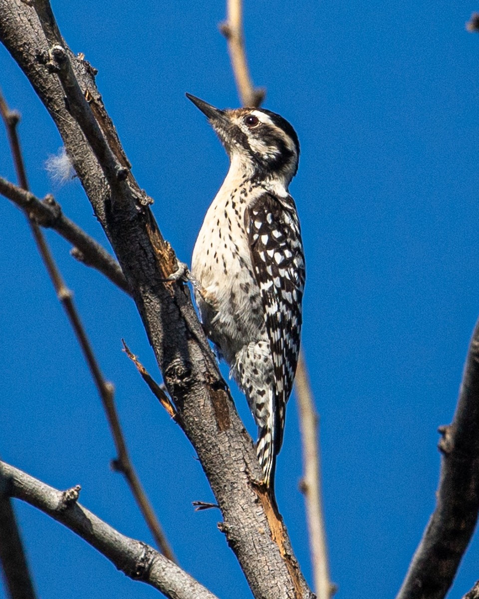 Ladder-backed Woodpecker - ML618718691