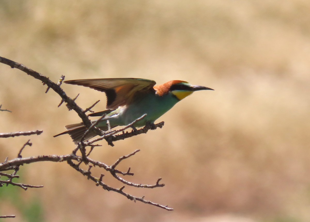 European Bee-eater - ML618718706