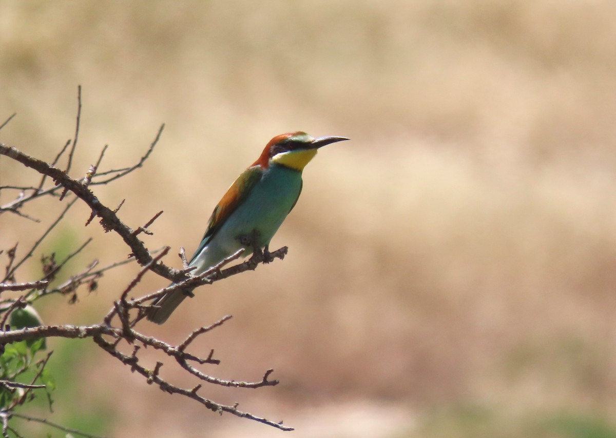 European Bee-eater - ML618718707