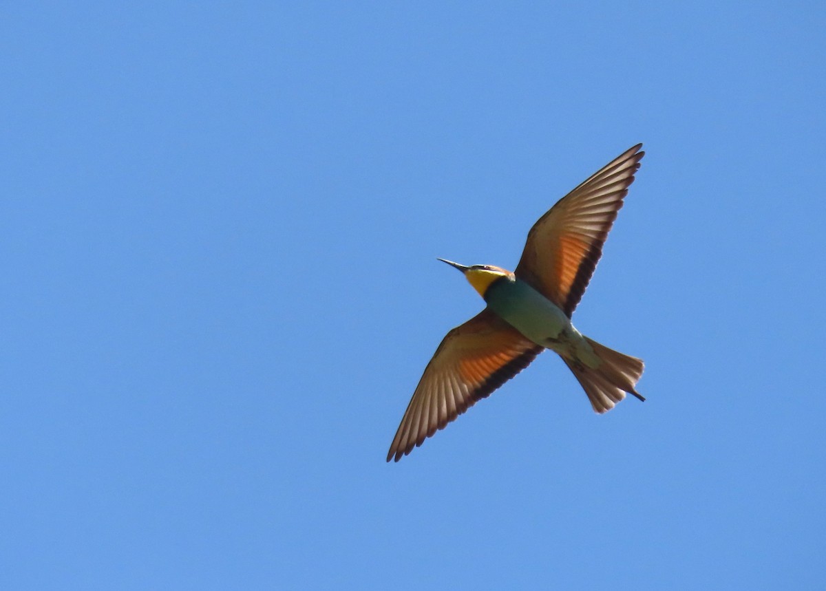 European Bee-eater - ML618718708