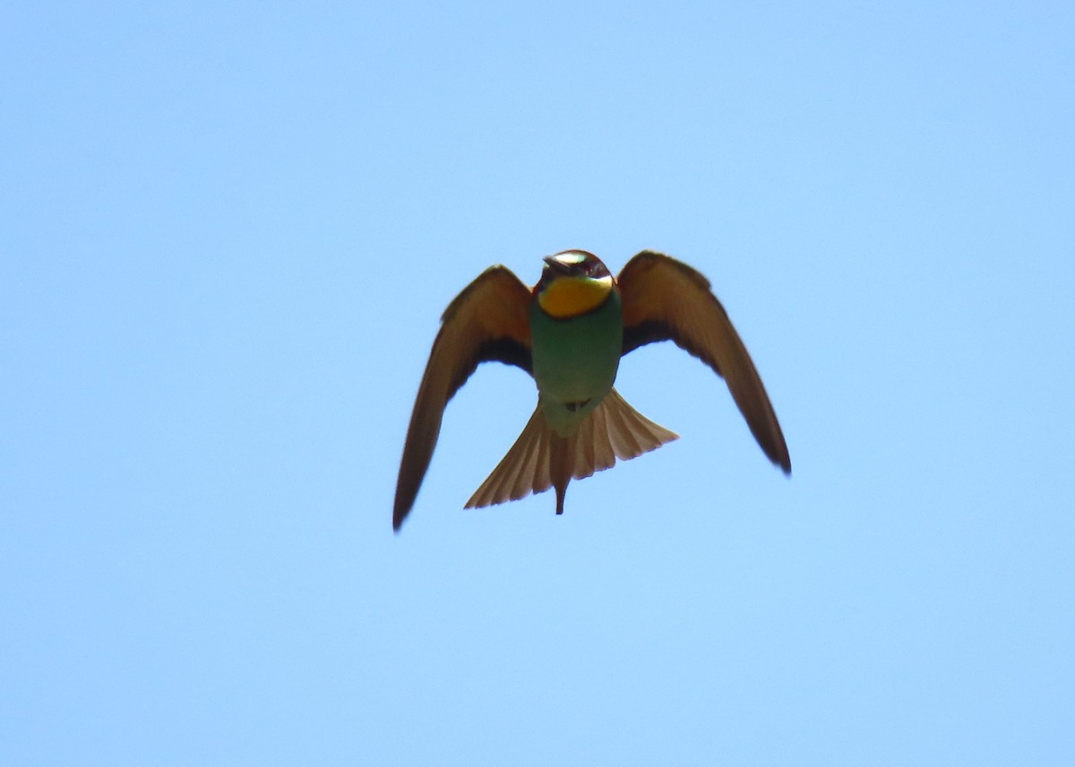 European Bee-eater - ML618718709