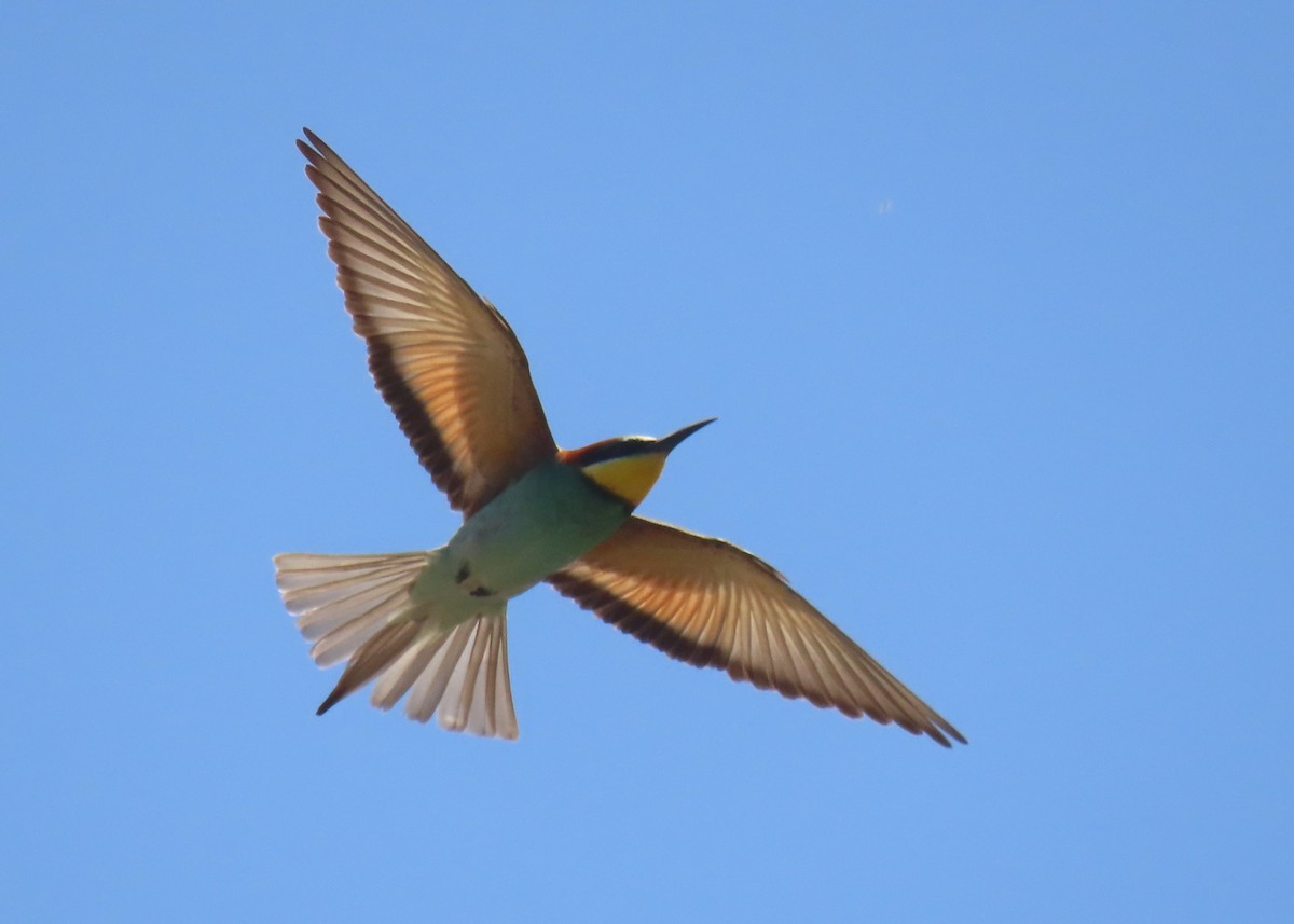 European Bee-eater - ML618718710