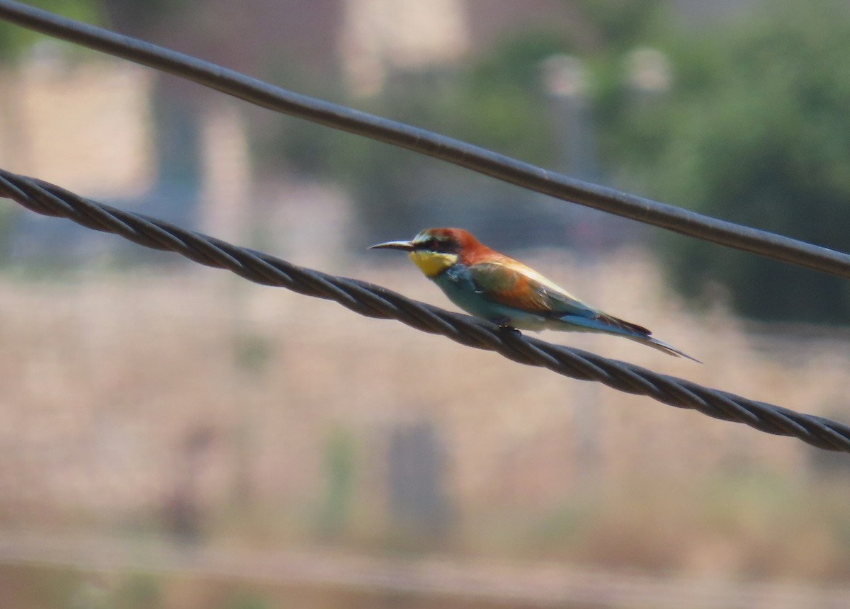 European Bee-eater - ML618718711
