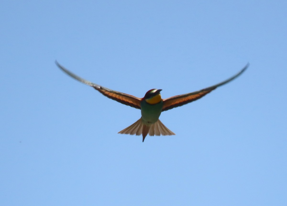 European Bee-eater - ML618718712