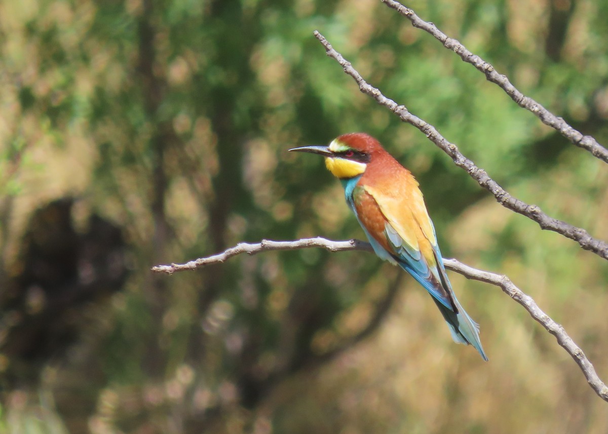 European Bee-eater - ML618718713