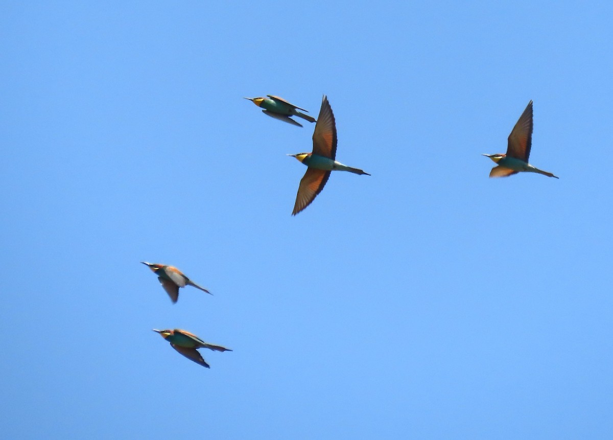 European Bee-eater - ML618718715