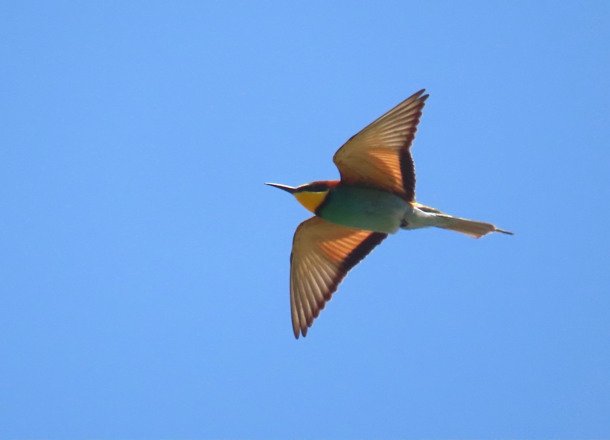 European Bee-eater - ML618718716