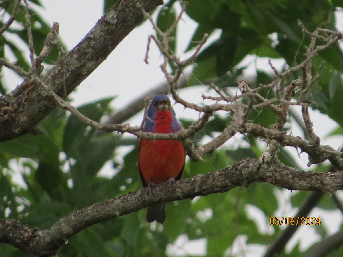 Painted Bunting - ML618718719
