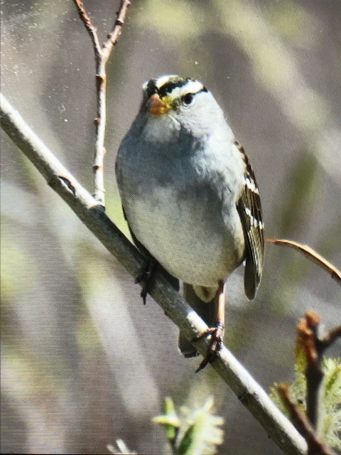 White-crowned Sparrow - ML618718731