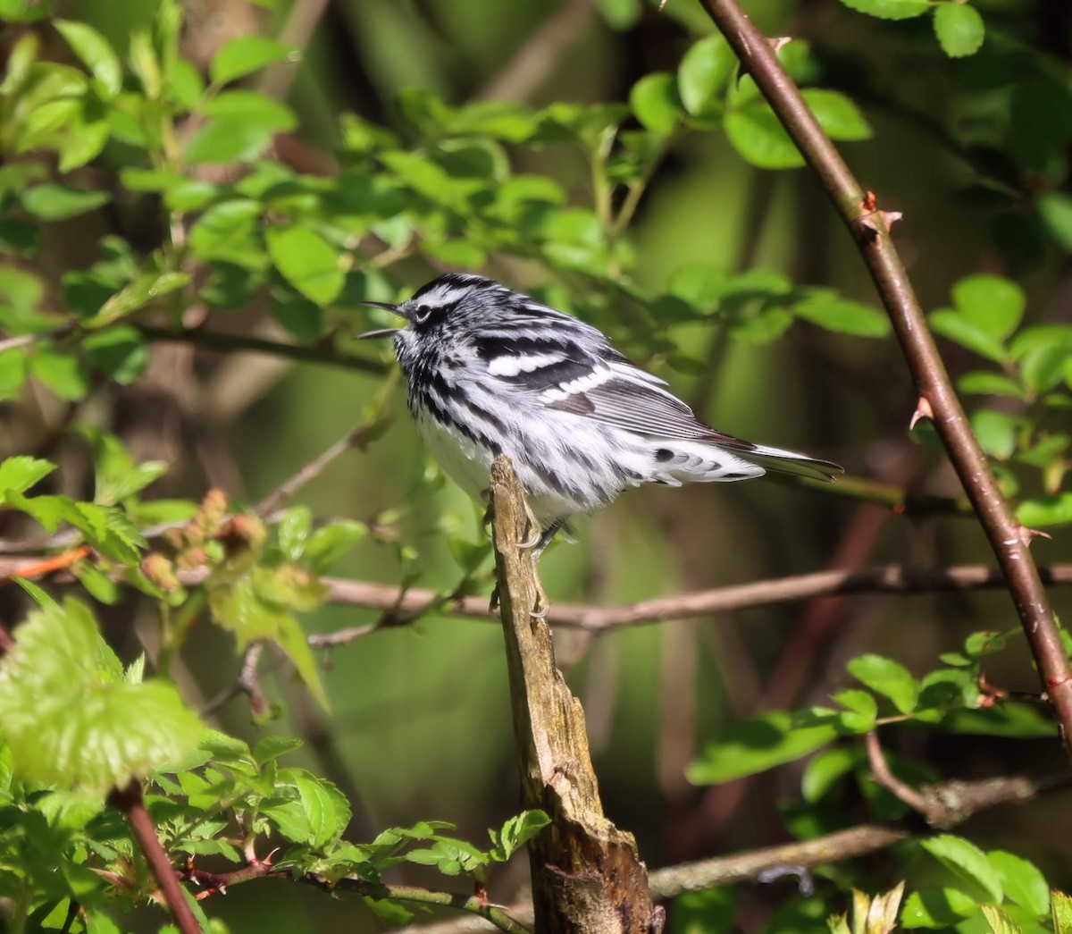 Black-and-white Warbler - ML618718740