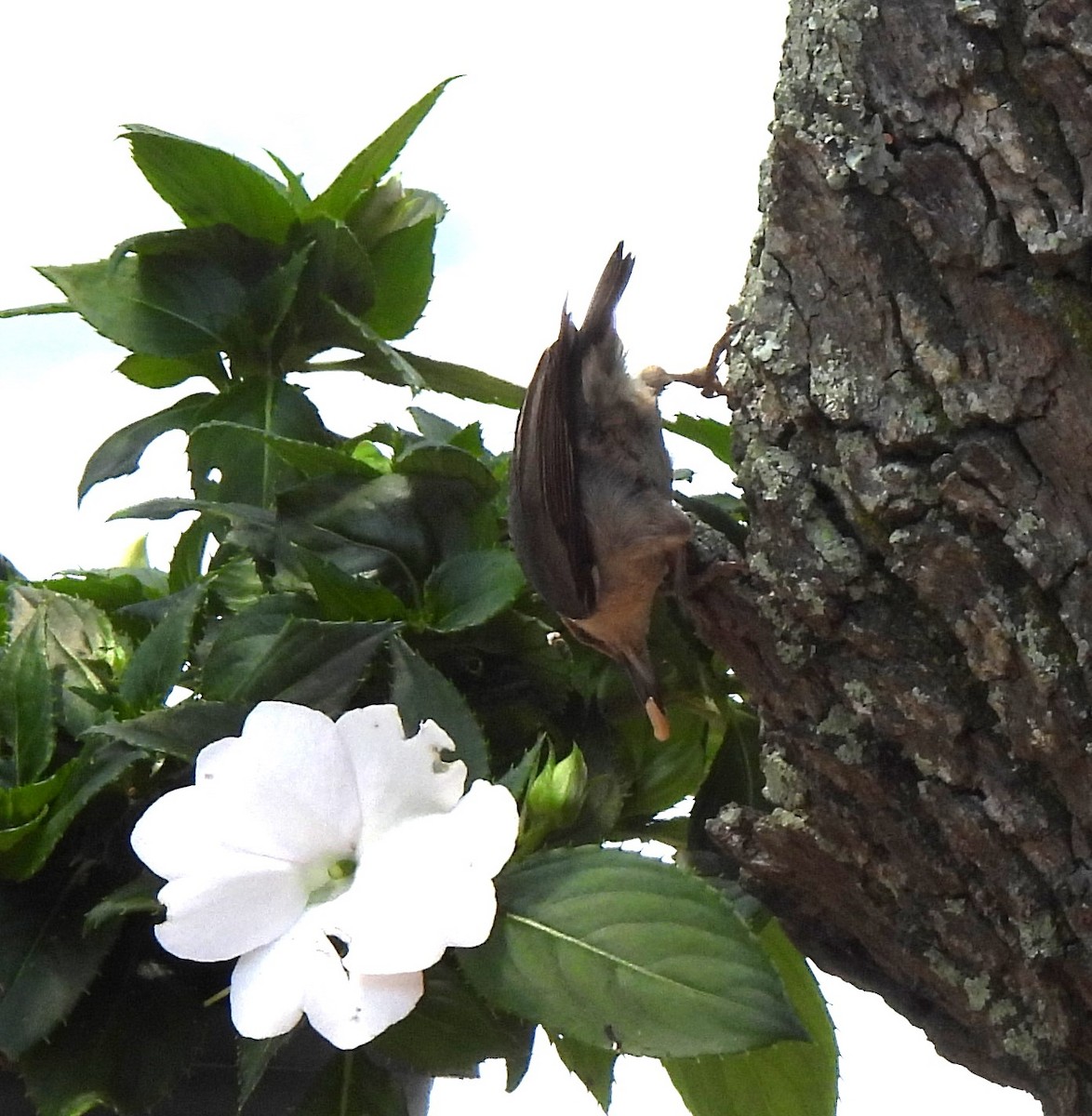 Brown-headed Nuthatch - ML618718756