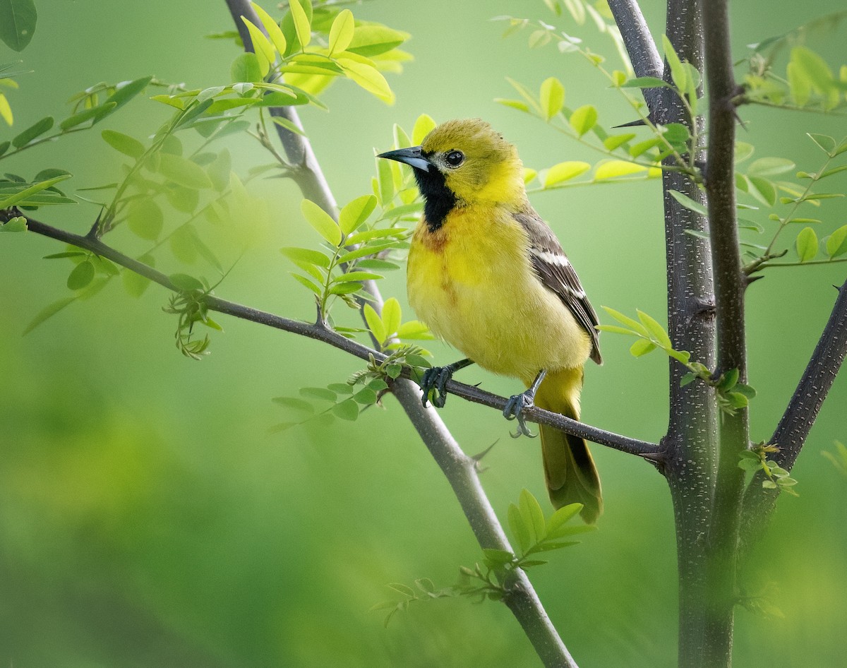 Orchard Oriole - ML618718759