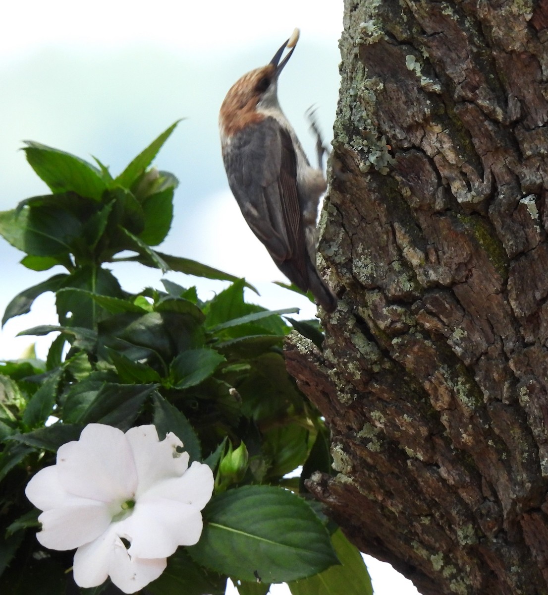 Brown-headed Nuthatch - ML618718761