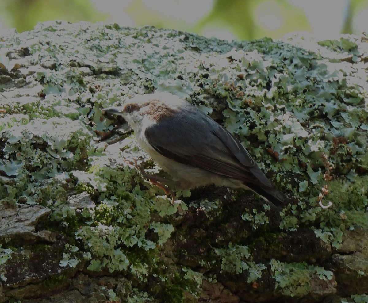 Brown-headed Nuthatch - ML618718775
