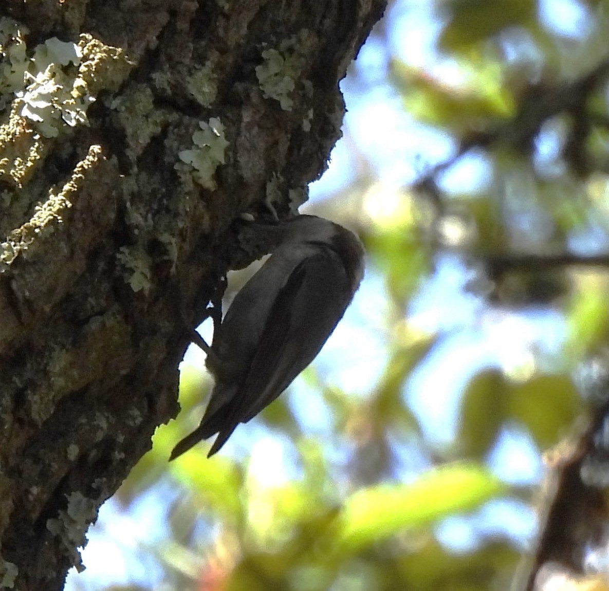 Brown-headed Nuthatch - ML618718778